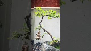 shree krishna bonsai art #shorts #viral #adharammadhuram #creative #music #song