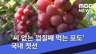 '씨 없는 껍질째 먹는 포도' 국내 첫선 (2019.09.19/뉴스투데이/MBC)