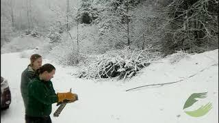 Northern Goshawk Release