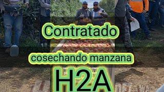 Así es un día de trabajo contratados en la Cosecha de manzana  #washington #appletrees #organic