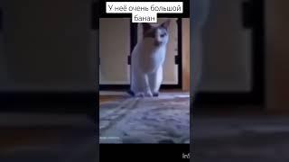 #tiktok #мем у неё очень большой банан она хочет вам Эво паказать!