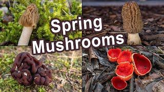 Spring Mushrooms - April 2022 | Morels | Early morels | Elf cups | False morels | Wood ears | Fungi