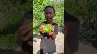 #shorts || cari buah buahan dihutan 