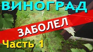 Появились пятна на листьях винограда? Обработка винограда от болезней антрокноза, мильди, вредителей