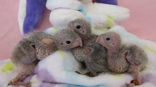 Almost 3 week old Baby Meyers Parrots -- Rainbow Parrots Aviary