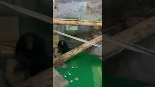 Братья меньшие