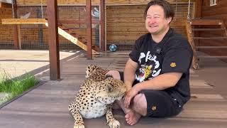 Cheetah Gerda and a strange man. How did affectionate Gerda meet Dima from Tiger House?