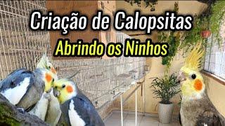 CRIAÇÃO de CALOPSITAS | ABRINDO OS NINHOS️ #aves