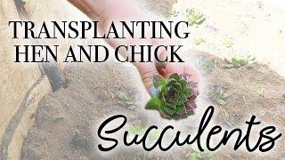 How to Transplant Hen and Chick Succulents!