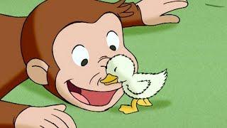 Curious George  A Monkey's Duckling  Kids Cartoon  Kids Movies | Videos for Kids