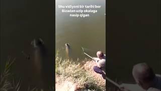 #Амур #трофей 20кг #baliqovi #рыбалка #fishing  #trend #brend #uchar #talastalob #karp
