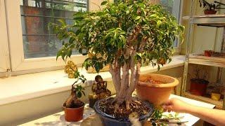 Ficus house plant to bonsai part 2
