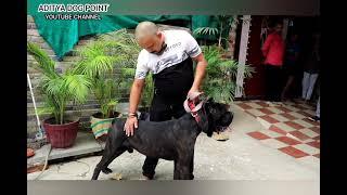 havy dog in cane corso...#Aditya dog point#rajendra nagar, Peernagar-gzp up 9415962062