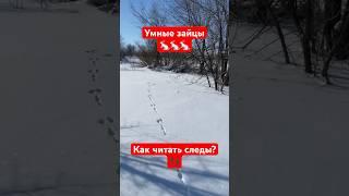 Как найти зайца по следам?   #охотаназайца #охота #охотник #заяц #заяцрусак #следы