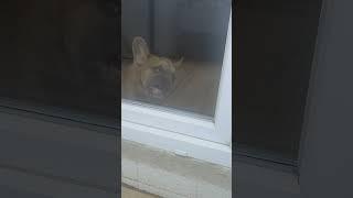 мы не знаем, что это такое )) #мысли #смешноевидео #funny  #dog #смешныеживотные #юмор #luxury