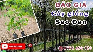 Báo Giá Cây Giống Sao Đen | Cây Gỗ Quý Được Ưu Chuộng | 0764 456 123