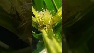 Rootworm Beetles Eating Corn Silk