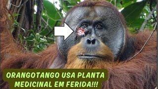 ORANGOTANGO FAZ REMÉDIO PARA O SEU MACHUCADO! UM ANIMAL SELVAGEM UTILIZANDO PLANTA MEDICINAL!!!