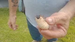 World's largest grub worm 