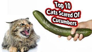 Top 10 cats scared of cucumbers (cats vs cucumbers)