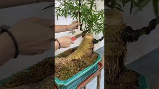 Tre Bonsai hot quá