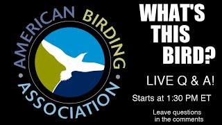 What This Bird? LIVE Q&A! May 15, 2020