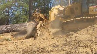 5 Minute Tree and Stump Removal