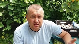 Только важная информация! Покупка и продажа чеснока. Выбор сортов и видов посадочного материала.