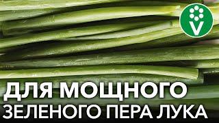 ХОТИТЕ МНОГО ЗЕЛЕНОГО ЛУКА? 7 приемов для мощного и вкусного пера лука