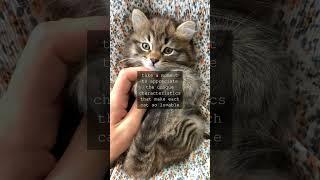 Whisker Wisdom Celebrating Feline FellowshipAs we gather to commemorate the joys of cat...