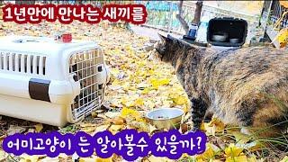 1년만에 만나는 새끼를 어미고양이는 알아볼수있을까? Can a mother cat recognize a baby she meets in a year?