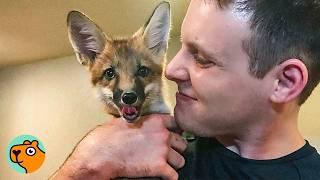 Couple Rescued a Baby Fox and Gave Her a Dog Brother | Cuddle Buddies