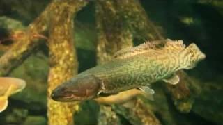 The Bowfin - an ancient fish predator