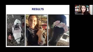 Effects of cooling during the pre-weaning phase on growth, health, and survival of Holstein calves
