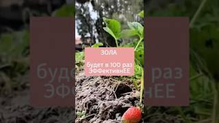 Зола будет в десятки раз эффективнее! Как сделать подкормку правильно #дача #сад #огород