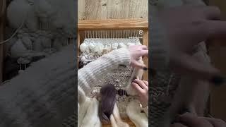 Taking a tapestry off the loom #shorts #weaving #fibreart #diycrafts #tapestry #woolencraft