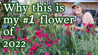 Plant these by September for unreal flowers & abundant edible seeds