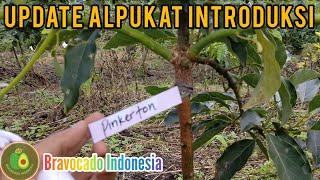 Perkembangan alpukat introduksi Ta21, Sub 034, Pingkerton di kebun Bravocado Indonesia