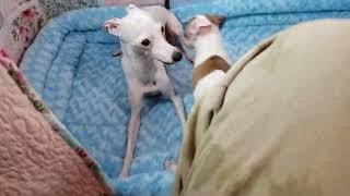 All The DoDa Day Little Lamb Italian Greyhound Puppies Cuddly Crazy Play Full Throttle