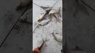 хапуга показала себя в деле #fishing #fish #ловим #carpfishing #рыбалка