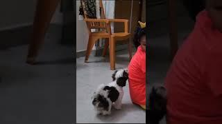 #shihtzu #dog #doglover #dogshorts #daughters day #viral #trending #yt #playing