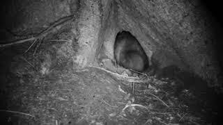 Raccoon Dogs / Nyctereutes procyonoides playing outside tree hole