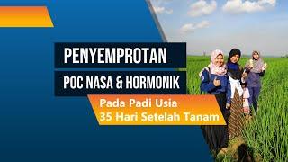 Penyemprotan POC Nasa & Hormonik Pada Padi Usia 35 Hari