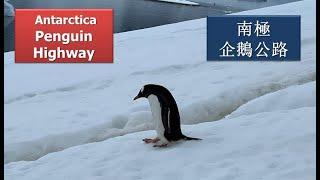 南極企鵝公路: Antarctica Penguin Highway