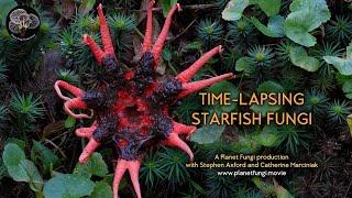 Time-lapsing starfish fungi with Stephen Axford – as seen on Planet Earth II