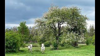 Wild Crab Apple Part 1 with John Feehan in May, Wildflowers of Offaly series