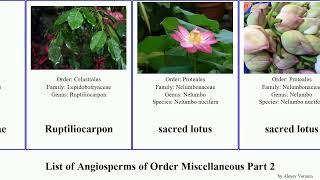 List of Angiosperms of Order Miscellaneous Part 2 orchidantha lotus sacred trailing sinensis