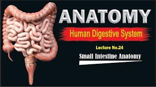Small intestine anatomy | anatomy of small intestine | Simplified | Top lesson4u