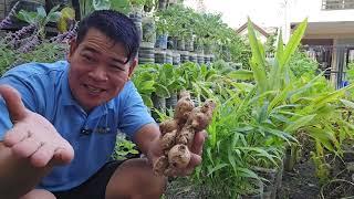 LUYA SA BOTE NG MINERAL WATER KO ITINANIN, MARAMI NG LAMAN #gardening #agriculture #garden #garden