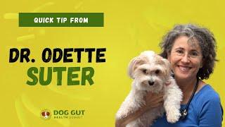 Dr. Odette Suter | The Gut-Brain Connection In Dogs | Pet Summits